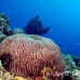 coral_brain_jk_h_0705_png0705.jpg